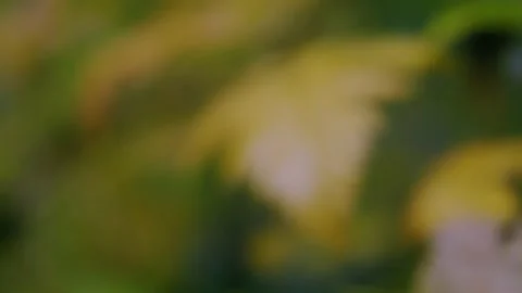 Oregon Forest Stock Footage 200856504