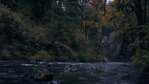 Oregon Forest Stock Footage 200856519