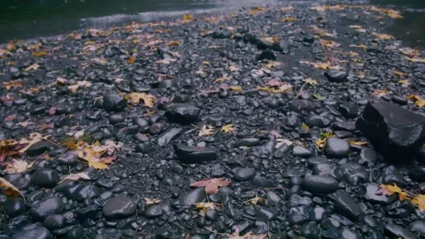 Oregon Forest Stock Footage 200856647