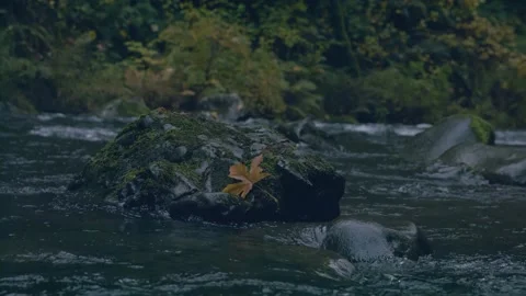 Oregon Forest Stock Footage 200856683