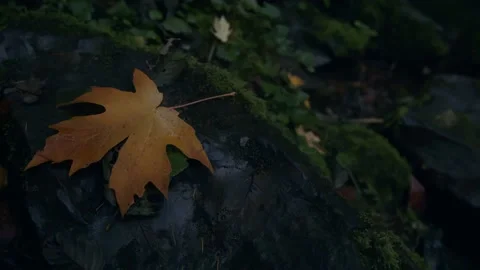 Oregon Forest Stock Footage 200857069