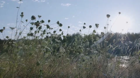 Oregon Forest Stock Footage 200857578