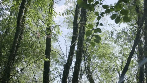 Oregon Forest Stock Footage 200857706