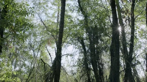 Oregon Forest Stock Footage 200857788