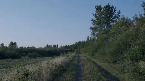 Oregon Forest 库存影片 200857801