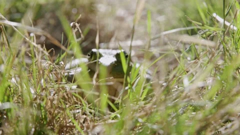 Oregon Forest Stock Footage 200858112