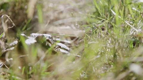 Oregon Forest Stock Footage 200858136