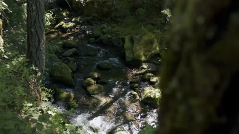 Oregon Forest Video stock 200860038