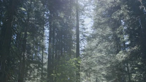 Oregon Forest Video stock 200860057