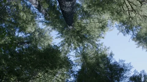 Oregon Forest Video stock 200860062