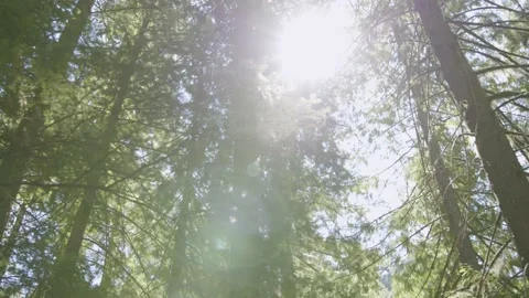 Oregon Forest Stock Footage 200860064