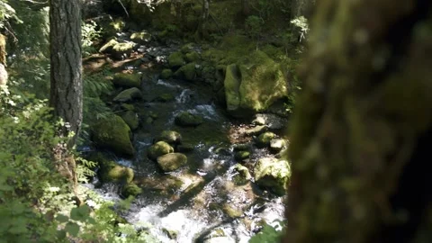 Oregon Forest Stock Footage 200860078