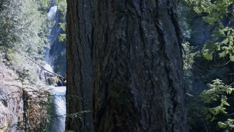 Oregon Forest Stock-Footage 200860149