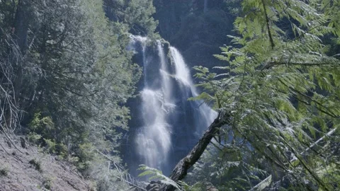 Oregon Forest Stock Footage 200860161