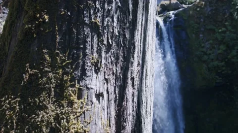 Oregon Forest Stock Footage 200860192