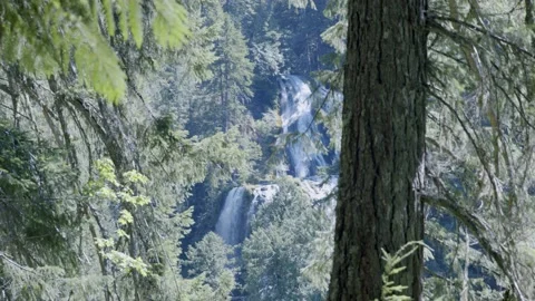 Oregon Forest Stock-Footage 200860222