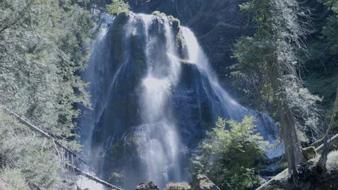 Oregon Forest Stock Footage 200860243