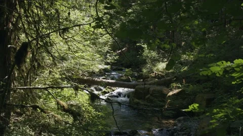 Oregon Forest Stock Footage 200860447