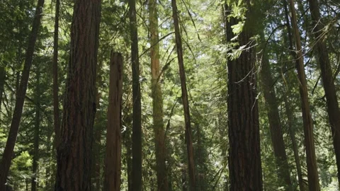 Oregon Forest Stock Footage 200860556