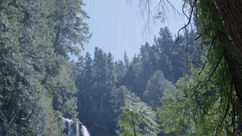 Oregon Forest Stock-Footage 200860816