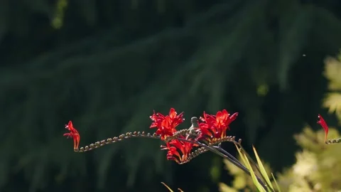 Oregon Forest Stock Footage 200860888