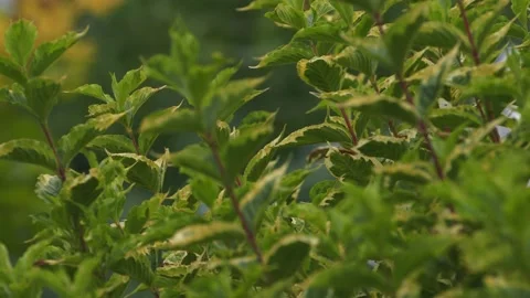 Oregon Forest Stock Footage 200861059