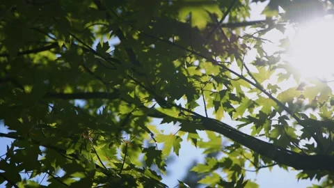 Oregon Forest Stock-Footage 200861107