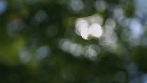 Oregon Forest Stock Footage 200861144