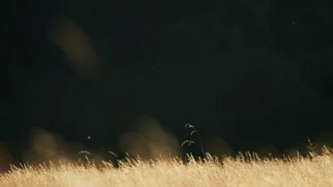 Oregon Forest Stock Footage 200861175