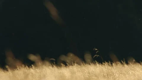 Oregon Forest Stock Footage 200861322