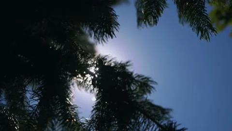 Oregon Forest Stock Footage 200861421