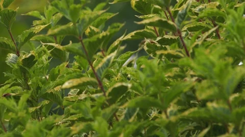 Oregon Forest Stock Footage 200861568