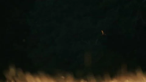 Oregon Forest Stock Footage 200861606