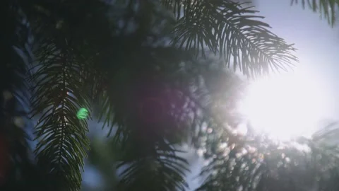 Oregon Forest 스톡 동영상 200861748