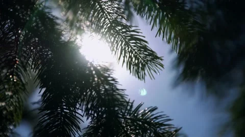 Oregon Forest Stock Footage 200861762