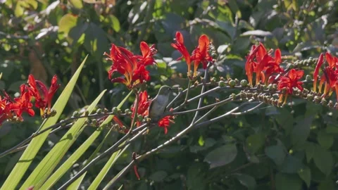 Oregon Forest Stock Footage 200862154