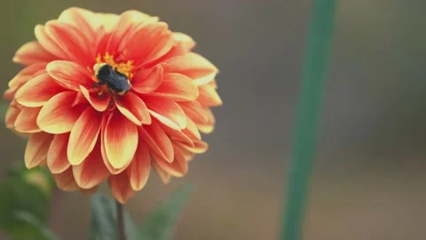 Oregon Forest Видео 200862173