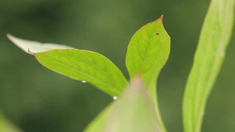Oregon Forest Stock Footage 200862191