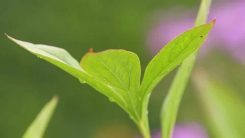 Oregon Forest Stock Footage 200862251