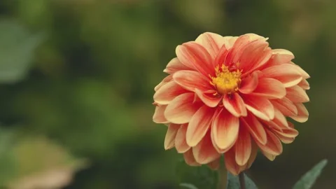 Oregon Forest Stock Footage 200862265