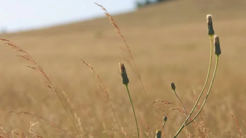 Oregon Forest Stock Footage 200862286