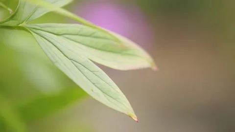Oregon Forest Видео 200862388