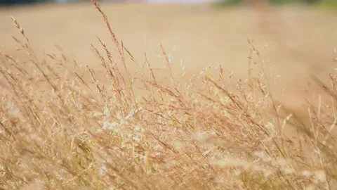 Oregon Forest Stock Footage 200862403