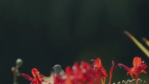 Oregon Forest Video stock 200862424