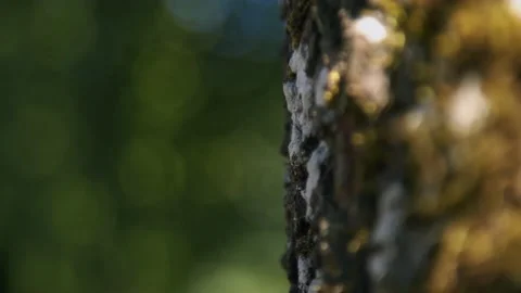 Oregon Forest Stock Footage 200862474