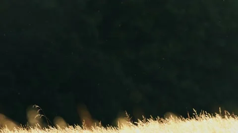 Oregon Forest Stock Footage 200862484