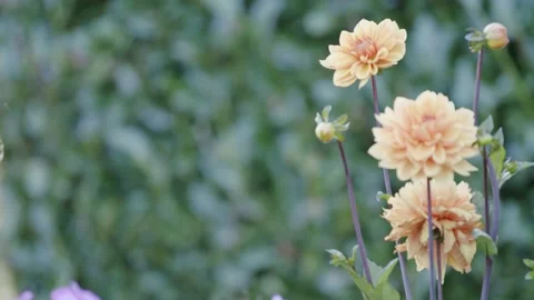 Oregon Forest Video stock 200862490