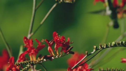 Oregon Forest Stock Footage 200862638