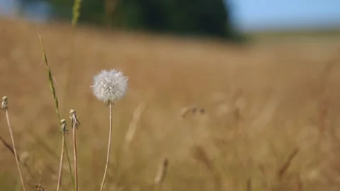 Oregon Forest Stock Footage 200862658