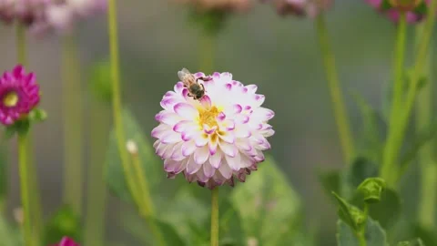 Oregon Forest Stock Footage 200862688